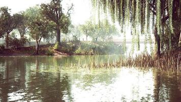 pond of city Central Park in summer day video