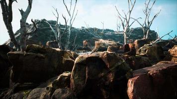 campo de piedra de lava con árboles y plantas muertas video