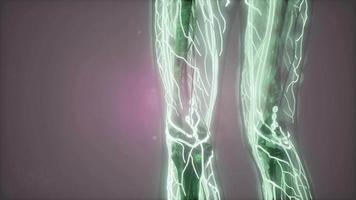 Human Body with Glow Blood Vessels video