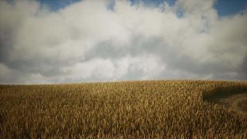 campo de centeno amarillo maduro bajo el hermoso cielo de la puesta de sol de verano con nubes video