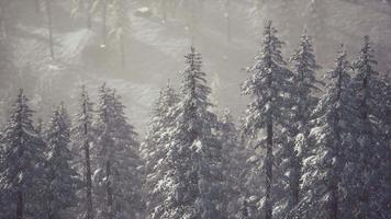 Arbres coniques couverts de neige en hiver à flanc de montagne video