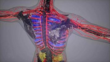 human body model illustration video