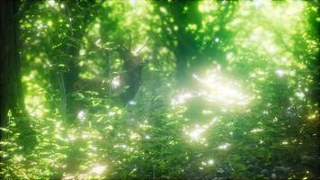 grand cerf rouge dans une forêt verte video