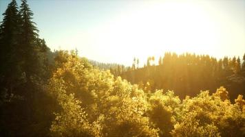 heldere zonsondergang in de bergen met bos video