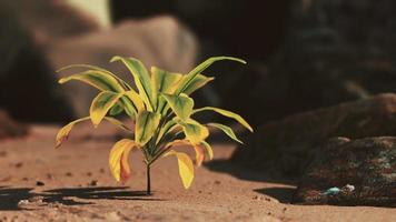 plante verte à la plage de sable video