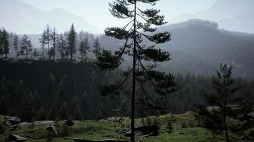 paesaggio nebbioso della foresta di montagna al mattino video