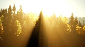 Heller Sonnenuntergang in den Bergen mit Wald video