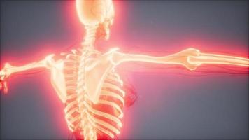 Transparent Human Body with Visible Bones video