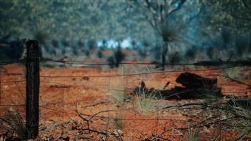 orange scrubby sands wire fence and small trees video