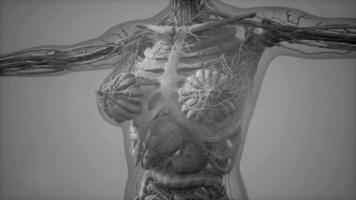 anatomie tomografie scan van het menselijk lichaam video
