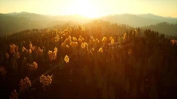 luz del sol en el bosque de abetos en la niebla en el fondo de las montañas al atardecer video