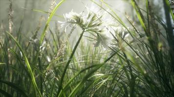 champ de fleurs d'herbe avec lumière douce du soleil pour le fond. video