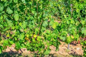 Grapevine trees with grapes and leaves on trellis with steel pole in vineyards green fields photo