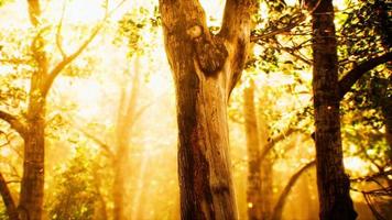 zonnestralen in een mistig bos in de herfst video