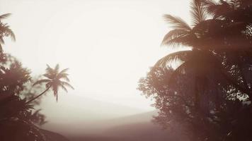 floresta tropical de palmeiras no nevoeiro