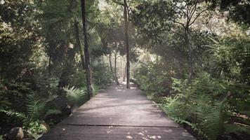 Wooden deck path in the forest video