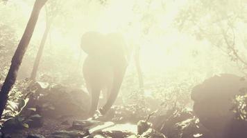 Elefant im tropischen Wald mit Nebel video