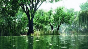 green treesin city park with swamp under sunny light video