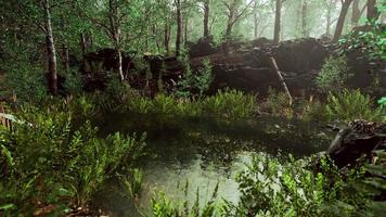 paisagem de primavera floresta com lagoa coberta de vegetação video