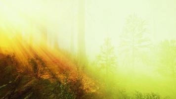 raggi del sole nel profondo della foresta in primavera video