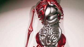 mänskliga skelett ben modell med organ video