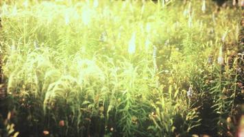 wilde Feldblumen bei Sommersonnenuntergang video