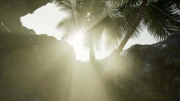 Big Palms in Stone Cave with Rays of Sunlight video