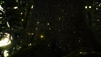 Fantasy firefly lights in the magical forest video