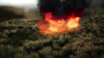 fuoco rosso nell'erba secca video