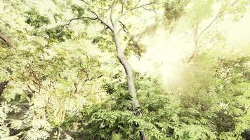 matin de printemps brumeux dans les bois feuillus mis en évidence par les rayons du soleil video