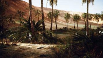 oasi nel caldo deserto del Sahara video