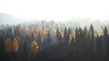 Sunlight in spruce forest in the fog on the background of mountains at sunset video