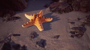 sjöstjärna på sandstrand vid solnedgången video