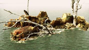 dead trees on the Pacific ocean rocks in fog video