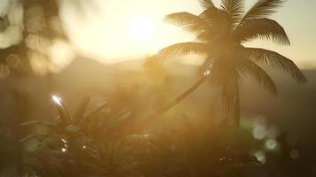 uitzicht op de palmbomen in de mist video