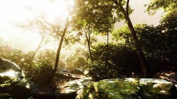 Hyperlapse-Zeitraffer des wunderschönen tropischen Dschungels video
