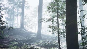 sunny silhouetted forest with sunbeams through fog video