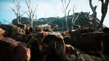 campo de piedra de lava con árboles y plantas muertas video
