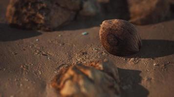 braune Kokosnuss auf dem Strandsand video