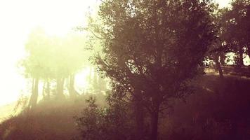 Hyperlapse in a summer forest in fog video