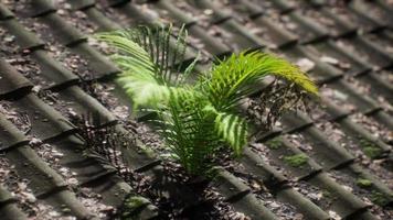 moss and fern on old roof video