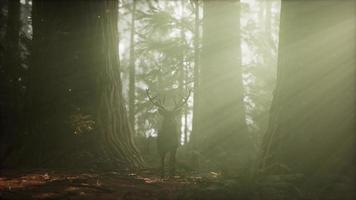 bellissimo cervo nella foresta con luci incredibili al mattino video