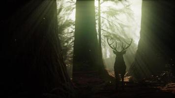hermoso ciervo en el bosque con luces asombrosas por la mañana video