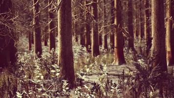 winter landscape with a coniferous forest in beams of sunset video