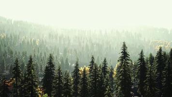 lumière du soleil dans la forêt d'épinettes dans le brouillard sur fond de montagnes au coucher du soleil video