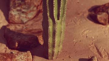 close-up de cacto saguaro na areia
