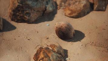 noix de coco brune sur le sable de la plage video