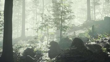 sunny silhouetted forest with sunbeams through fog video