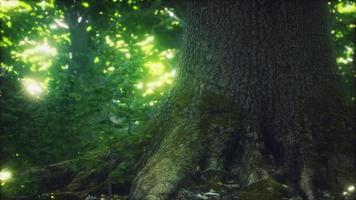 la forêt primitive au sol moussu video