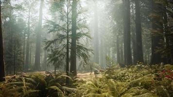 pôr do sol na floresta gigante, parque nacional de sequoia, califórnia video